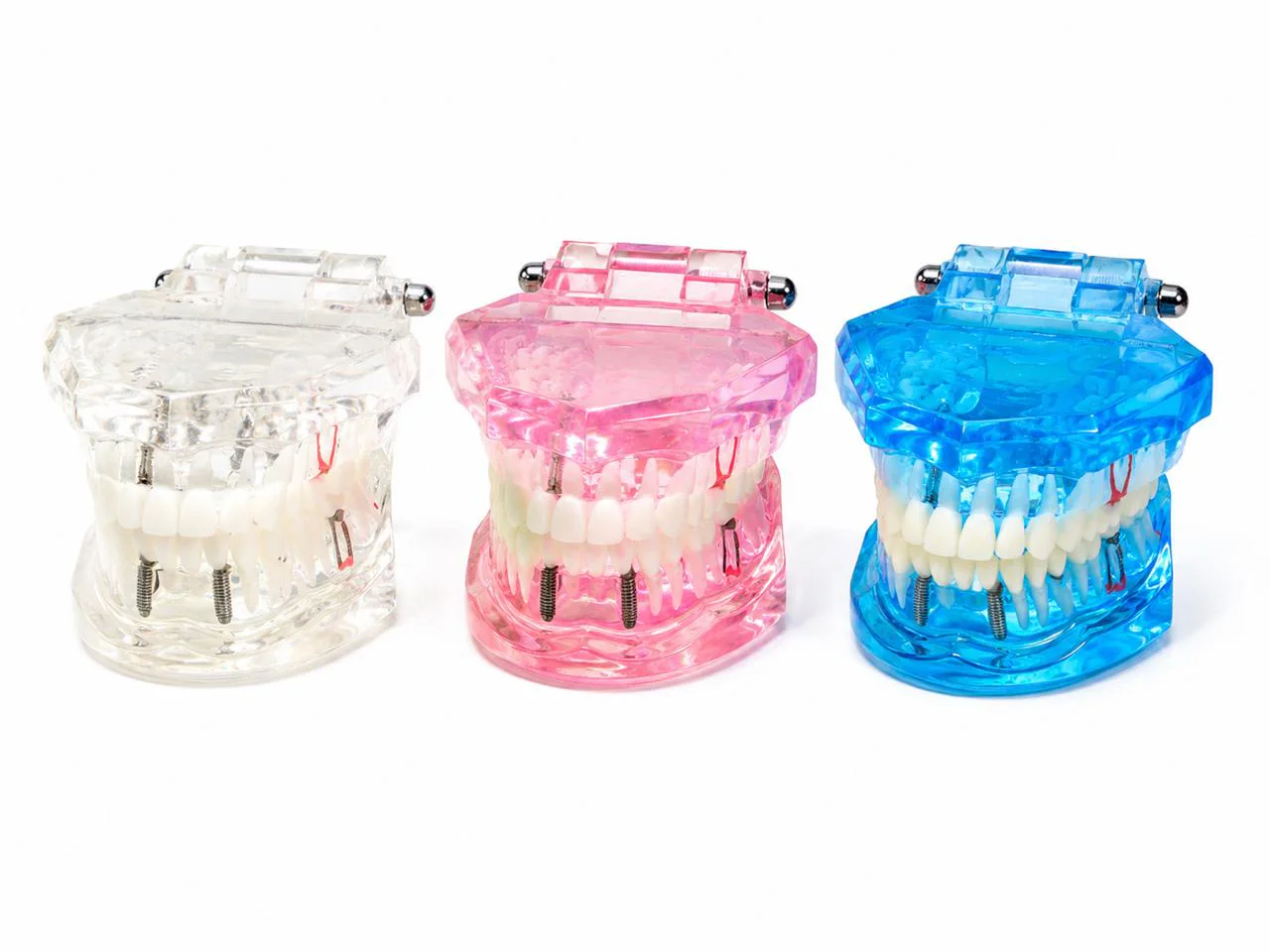 Modelador Demostrativo Dental